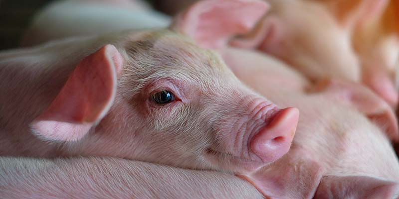 ecopsi porc alimentation animale