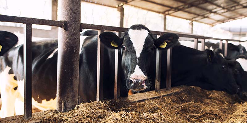 ecopsi vache alimentation animale